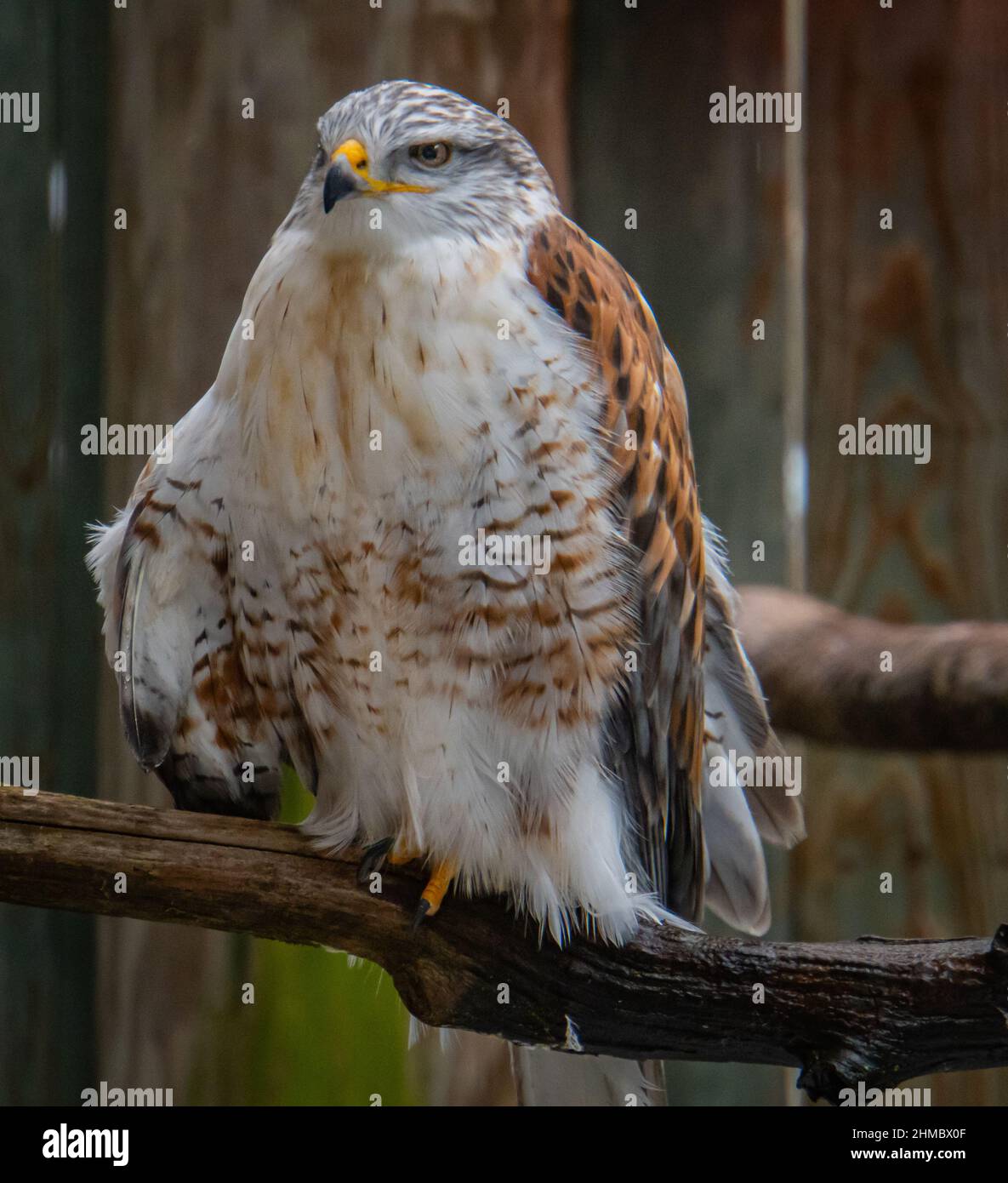 ferruginous hawk with injured wing Stock Photo