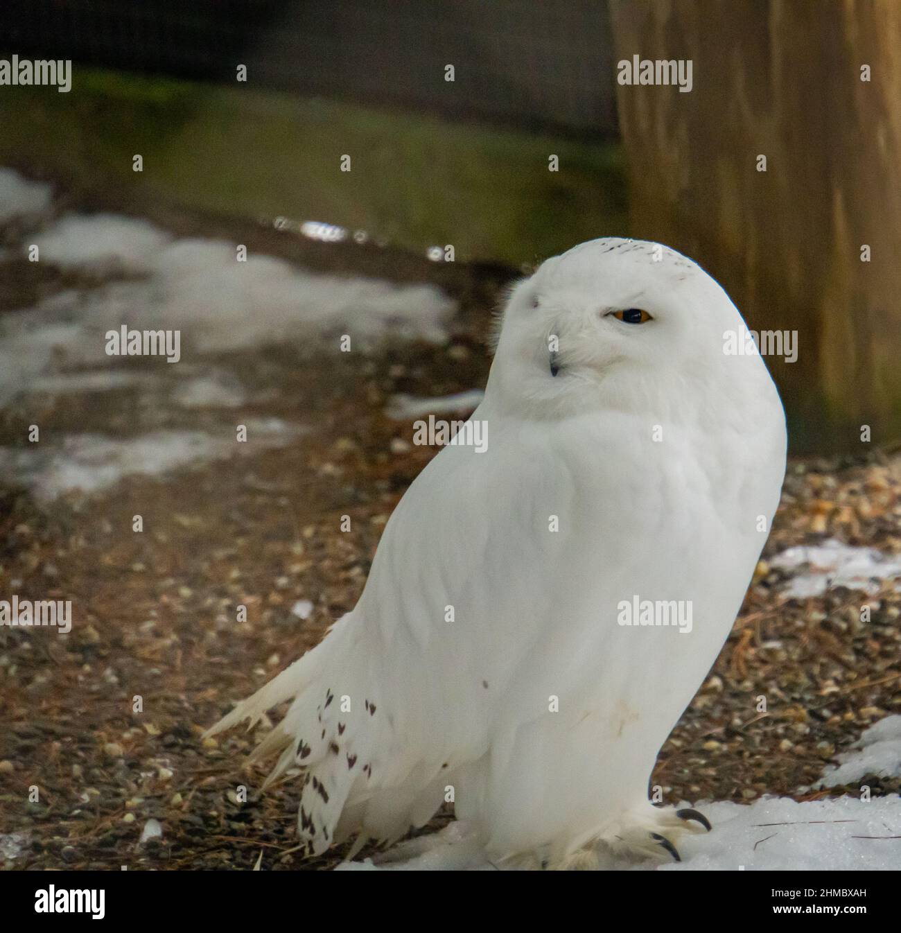 white snowy owl with injured wing Stock Photo