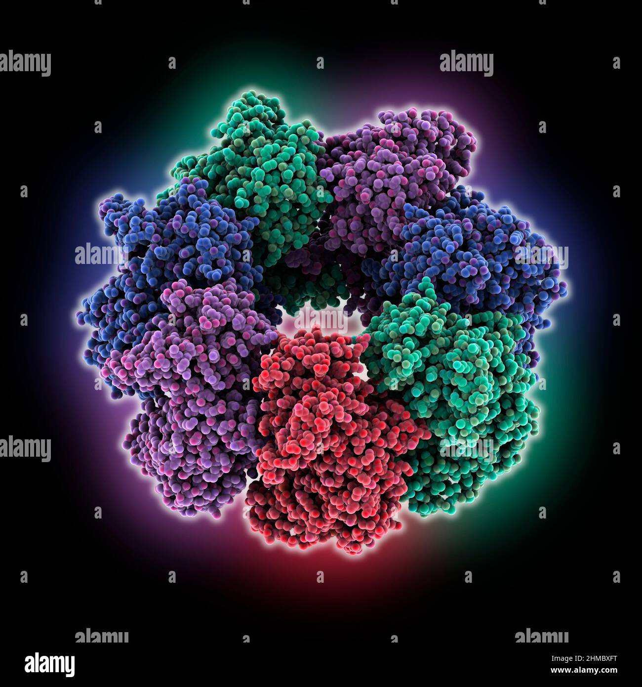 Human mitochondrial chaperonin mHsp60, molecular model Stock Photo Alamy