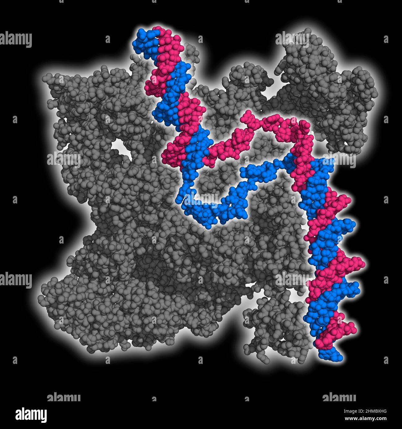 Rna Polymerase With Promoter Dna Molecular Model Stock Photo Alamy