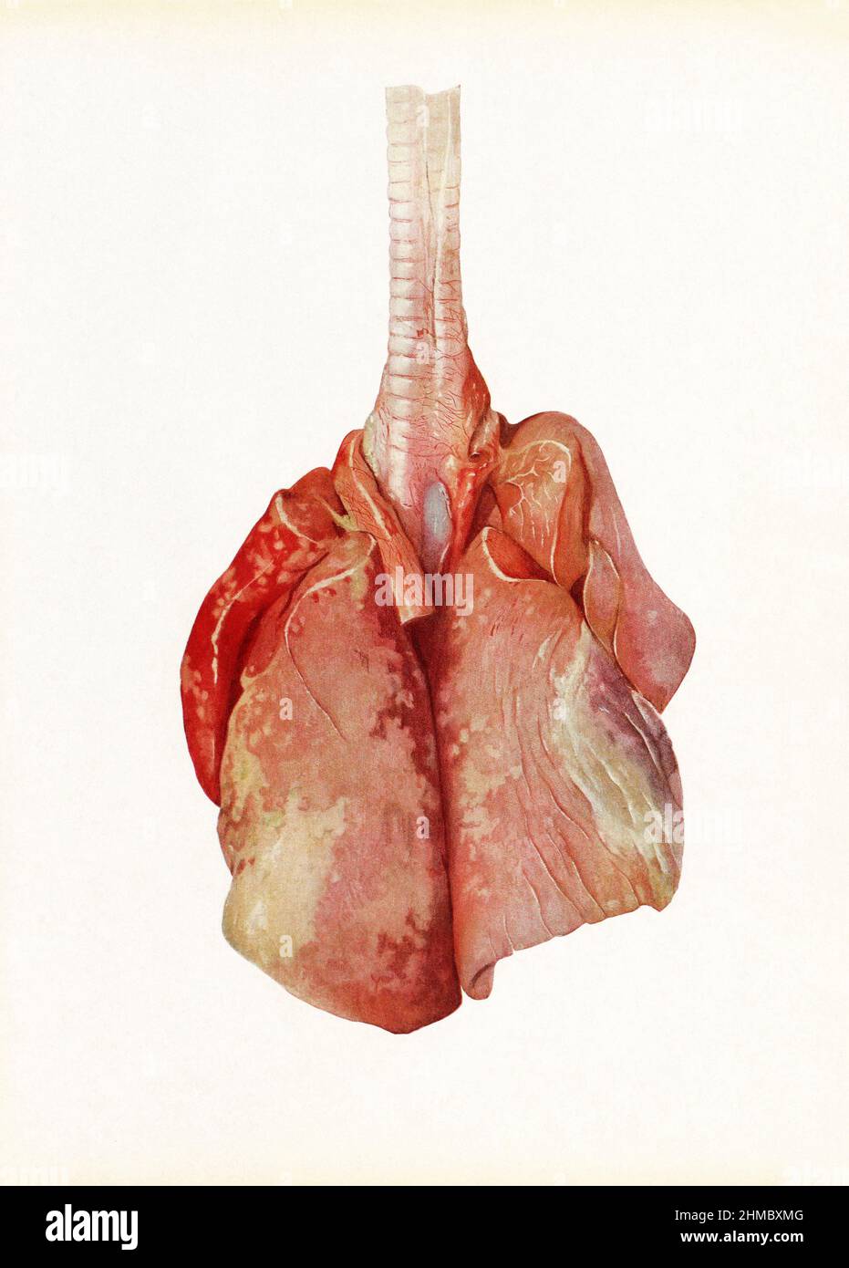 Lungs of a dog gassed with chlorine, illustration Stock Photo Alamy