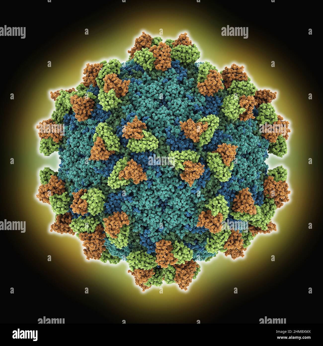 Footandmouthdisease capsid, molecular model Stock Photo Alamy