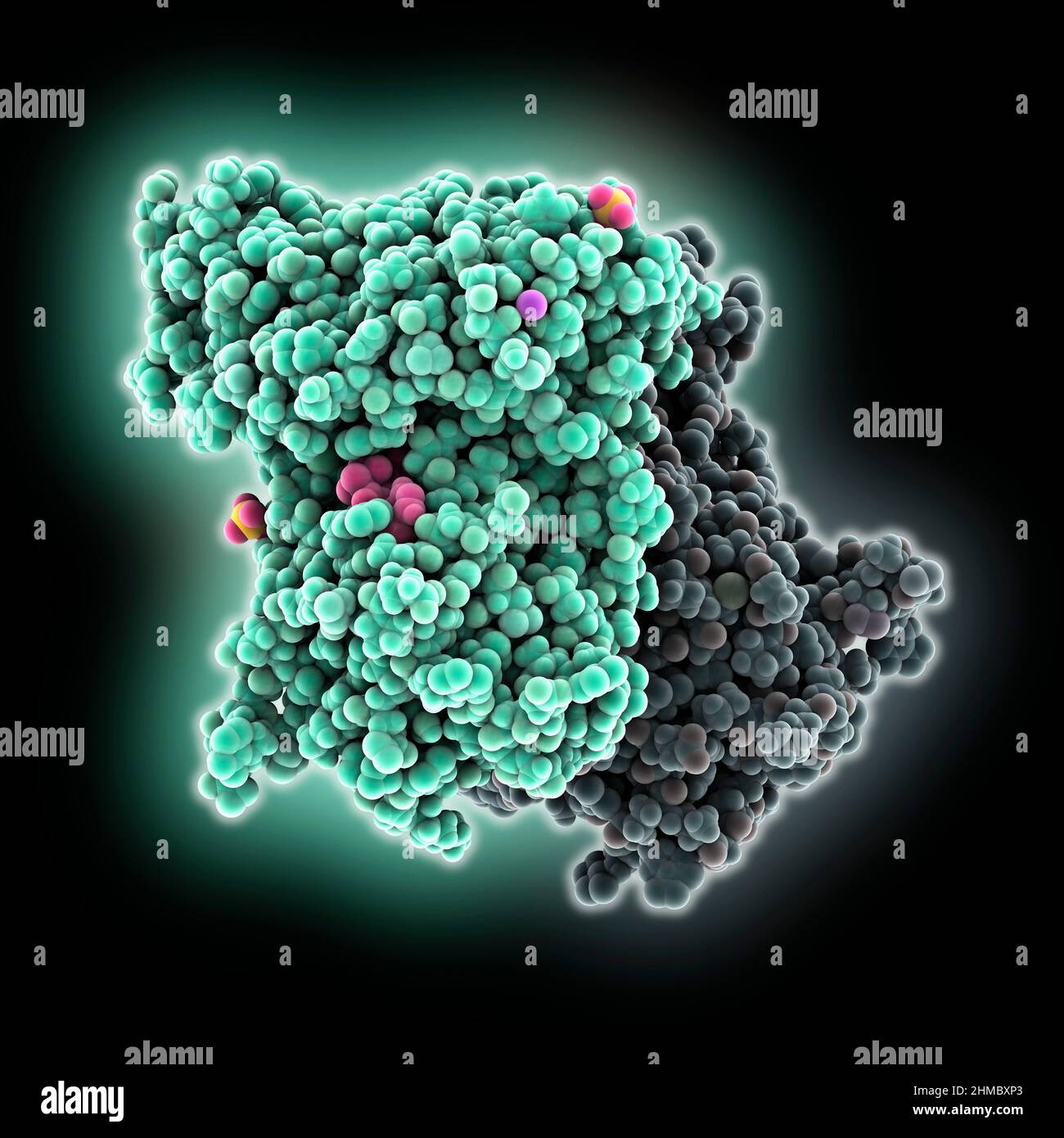 Galactokinase complexed with inhibitor, molecular model Stock Photo - Alamy