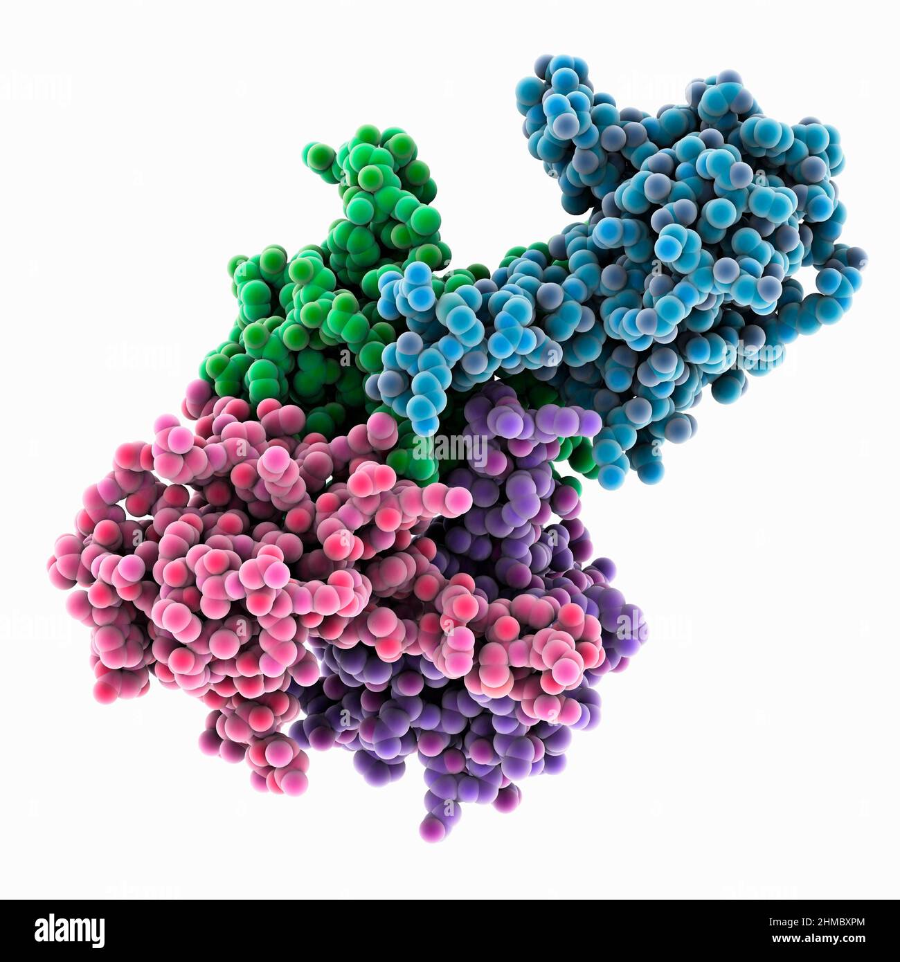 SARS-CoV-2 nucleocapsid N-terminal domain, molecular model Stock Photo ...