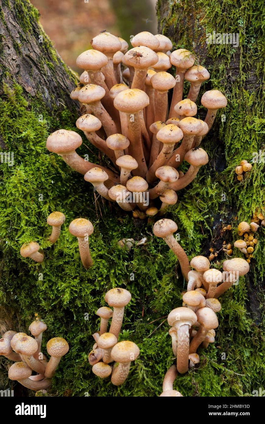 Honey fungus on tree trunk Stock Photo Alamy