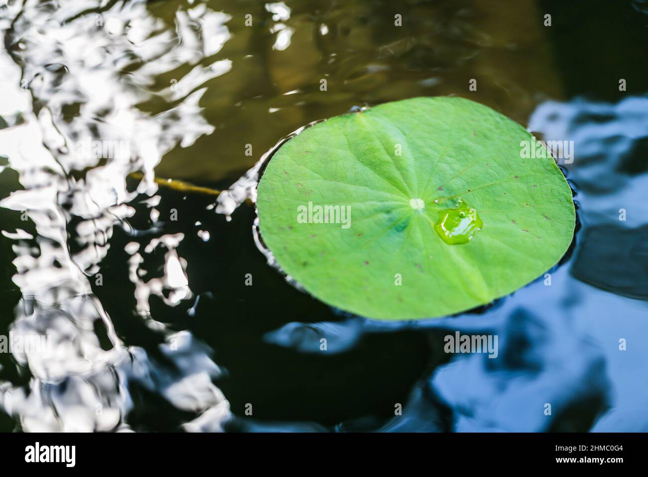 Lotus leaf with water drops background Stock Photo - Alamy