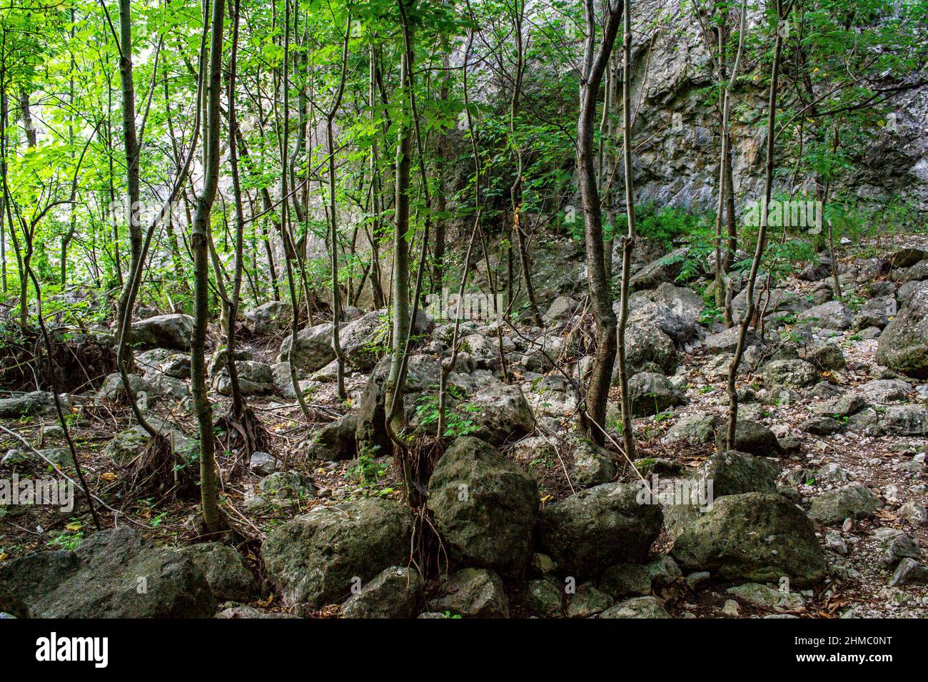 Small Forest Rocks Small forest trees rocks hi-res stock photography and images - Alamy