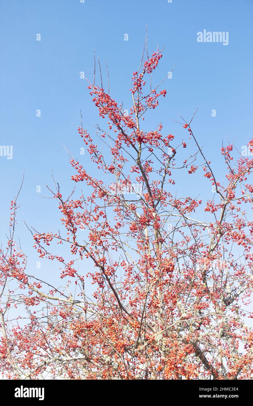 Jewelcole hires stock photography and images Alamy