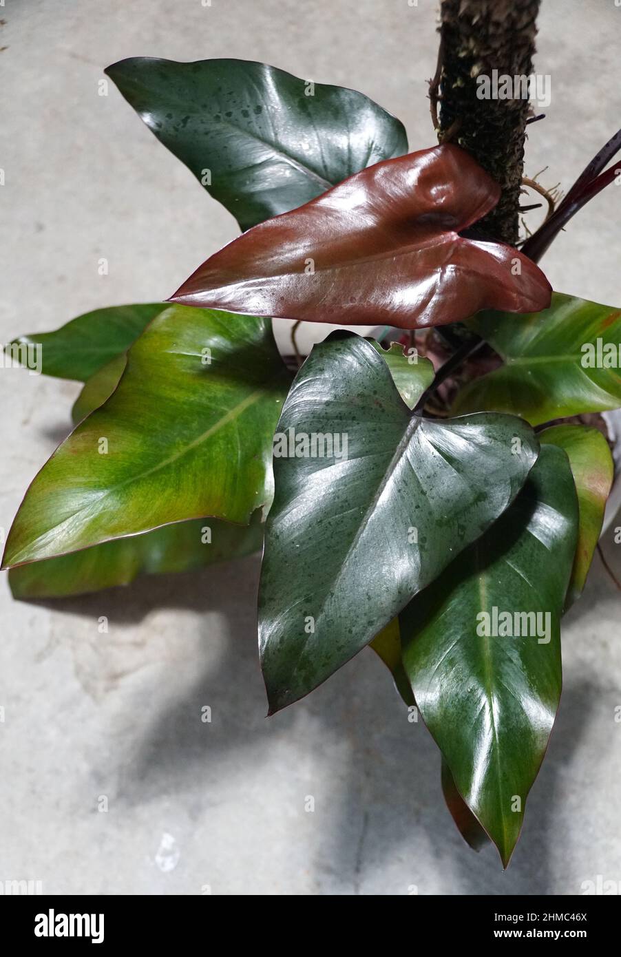 The shiny leaves of Philodendron Dark Lord, a popular rare houseplant Stock  Photo - Alamy