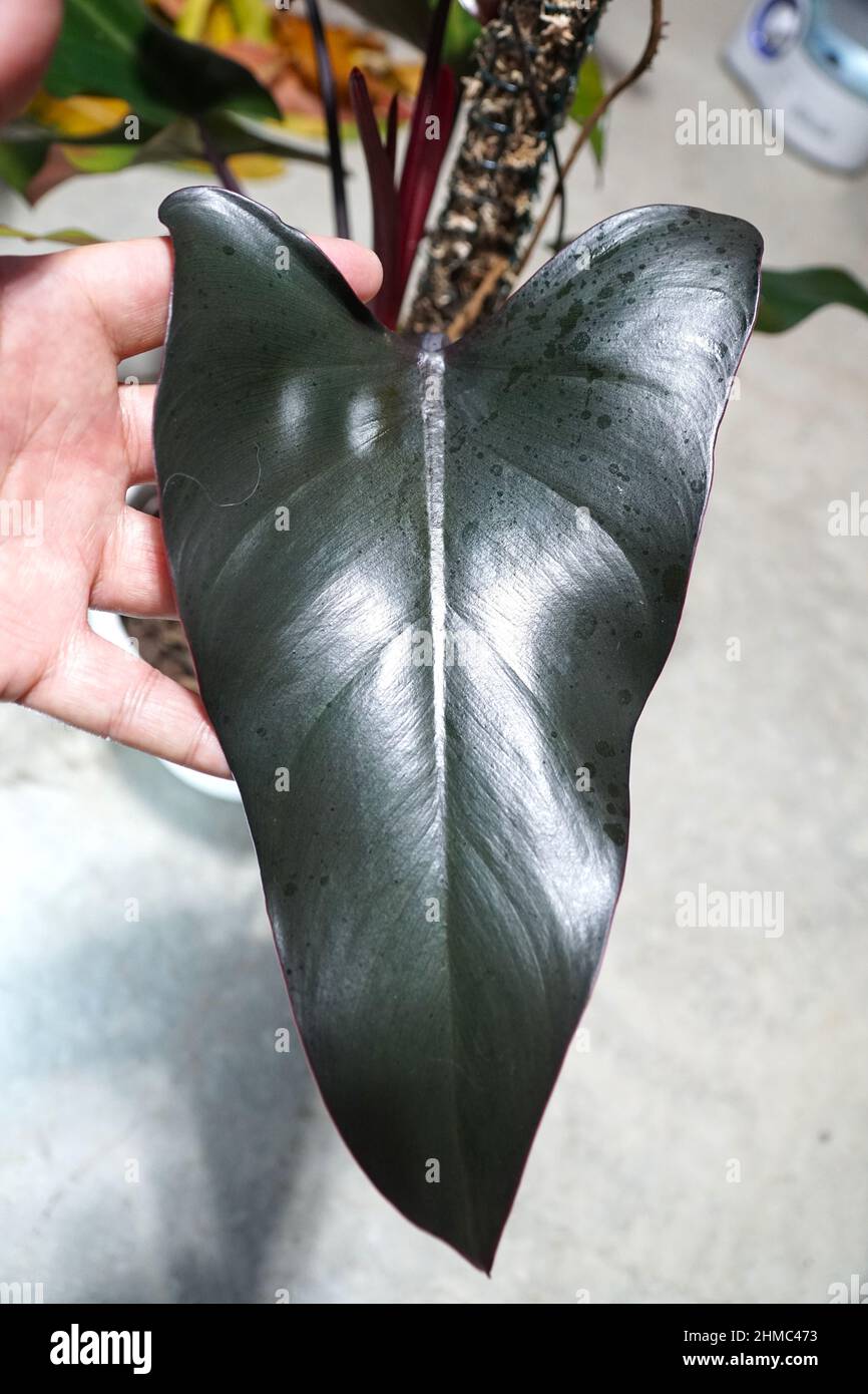 bird eye chilli plant Bird Chilli -Red buy online quality seeds hybrid variety – creativefarmer