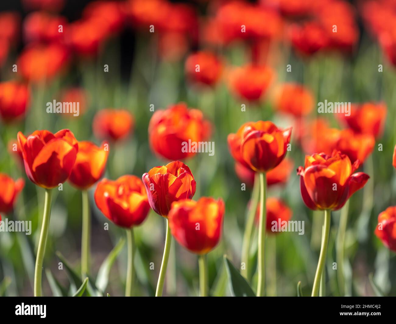 Springtime Tulips Red Colorful red tulips blossom in spring. Natural sprintime background ...