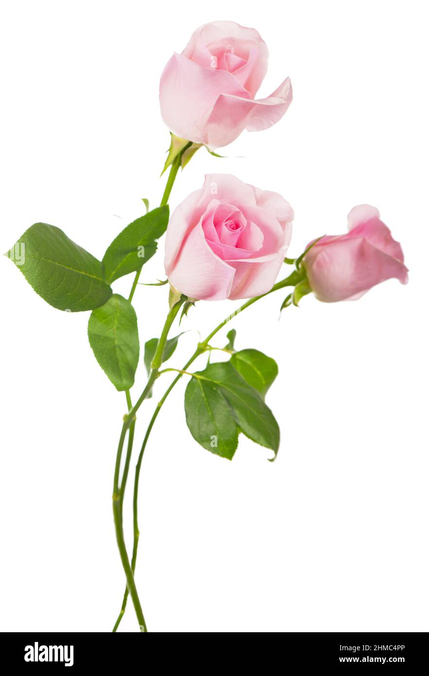 bouquet of pink roses flowers isolated on white background Stock Photo ...