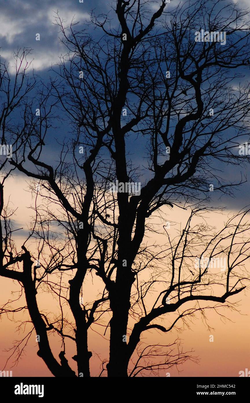 Simple Tree Silhouette High Resolution Stock Photography and Images - Alamy