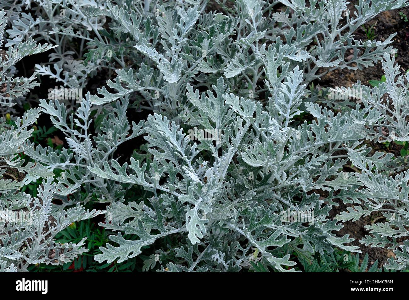 Jacobaea maritima (Senecio Cineraria) or Silver ragwort - ornamental plant for gardening or landscaping. Silvery fluffy leaves of Cineraria on flowerb Stock Photo