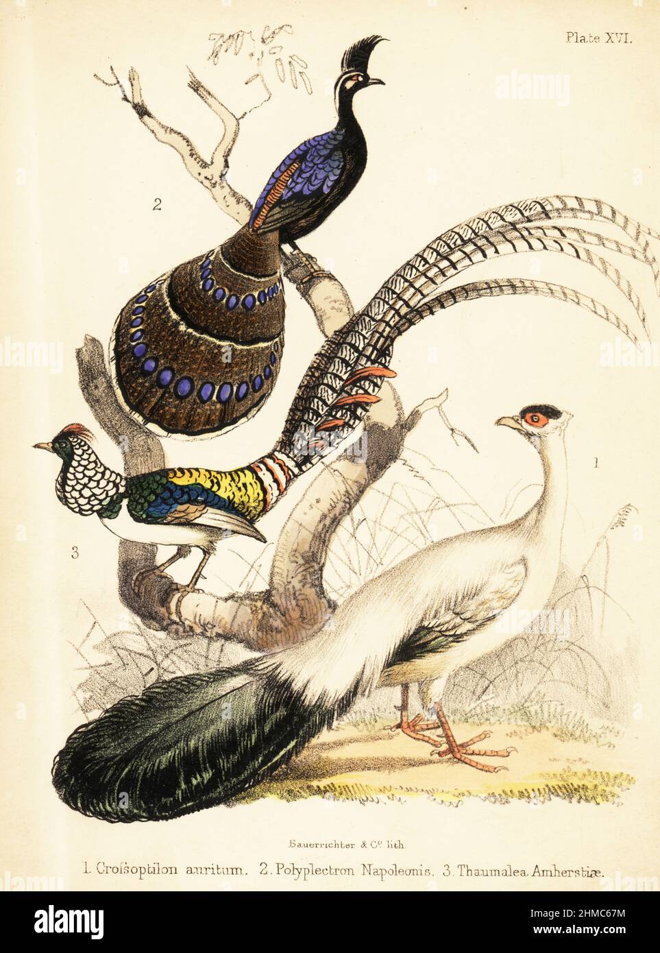 Blue eared pheasant, Crossoptilon auritum 1, Palawan peacock-pheasant, Polyplectron napoleonis 2, and Lady Amherst's pheasant, Chrysolophus amherstiae 3. Handcoloured lithograph by Bauerrichter from Adam White’s Popular History of Birds, Lowell Reeve, Covent Garden, London, 1855. Stock Photo