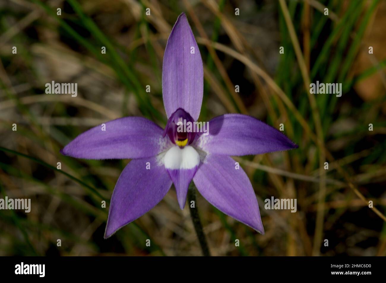 Wax Lips Orchids (Glossodia Major) are among my favourite flowers - their purple glory lights up the woodlands in which they grow. Hochkins Ridge. Stock Photo