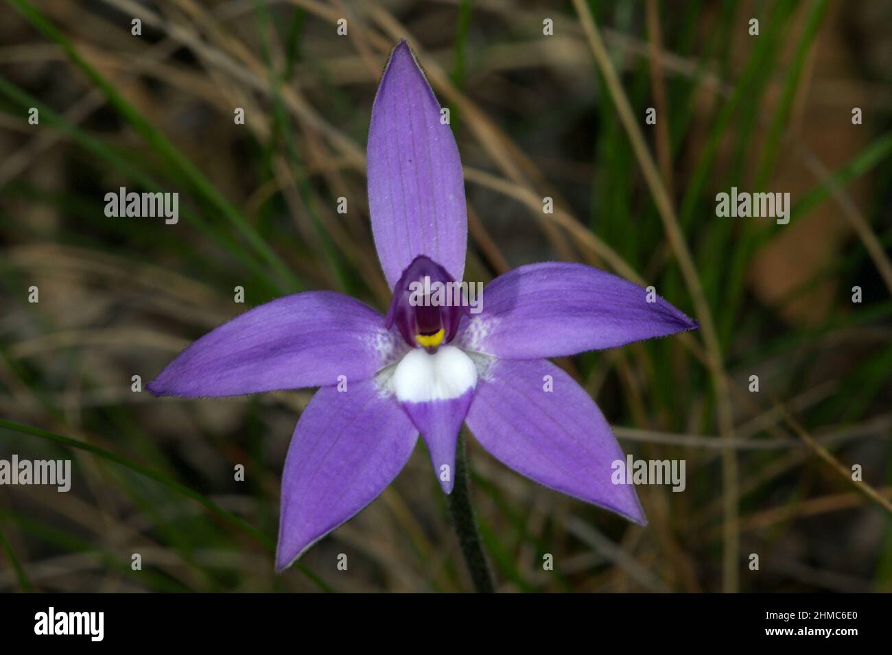 Wax Lips Orchids (Glossodia Major) are among my favourite flowers - their purple glory lights up the woodlands in which they grow. Hochkins Ridge. Stock Photo