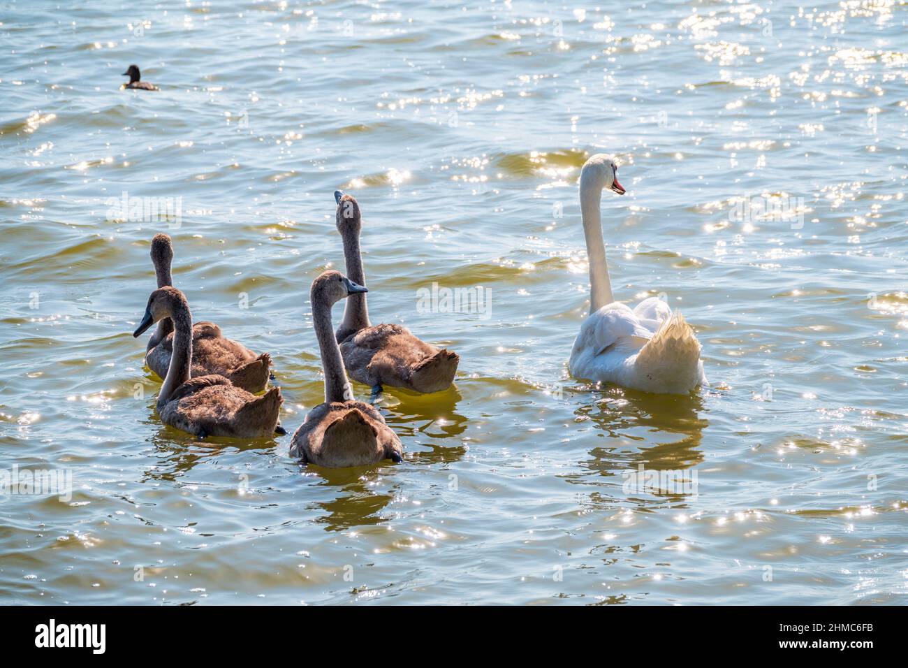 A female mute swan, Cygnus olor, swimming on a lake with its new born