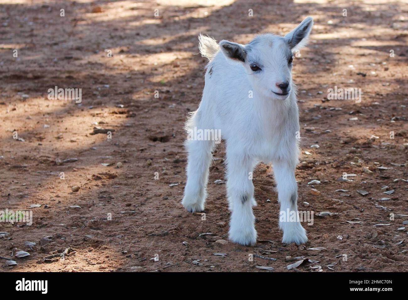 Cute white kid baby goat standing outside on the ground of a farm area