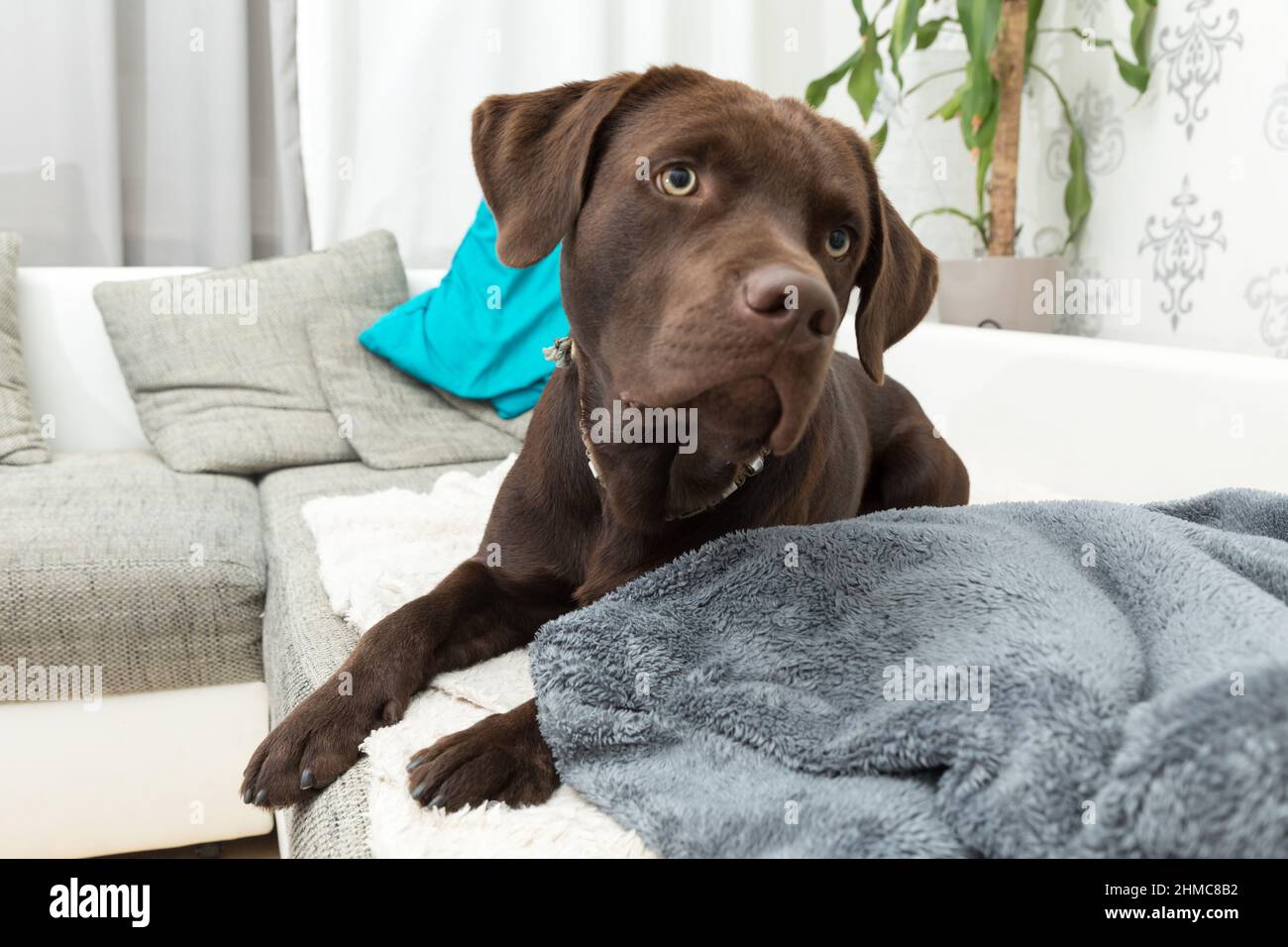 Cute labrador lying on a couch in a living room Stock Photo - Alamy