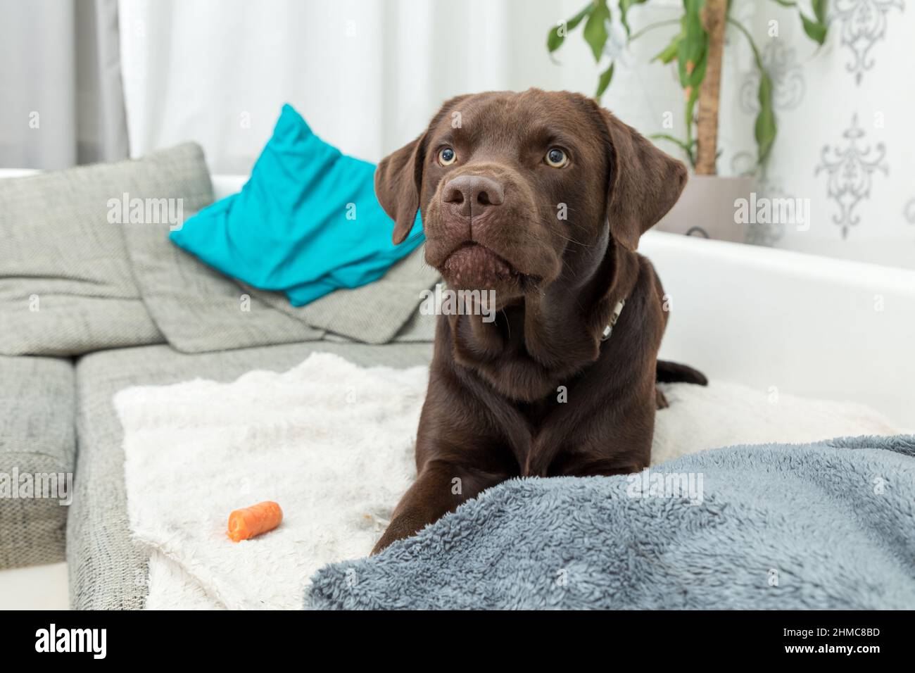 Cute labrador lying on a couch in a living room Stock Photo - Alamy