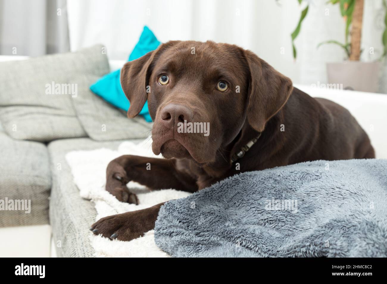 Cute labrador lying on a couch in a living room Stock Photo - Alamy