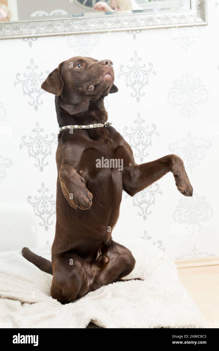 Cute labrador sitting on a couch in a living room Stock Photo - Alamy