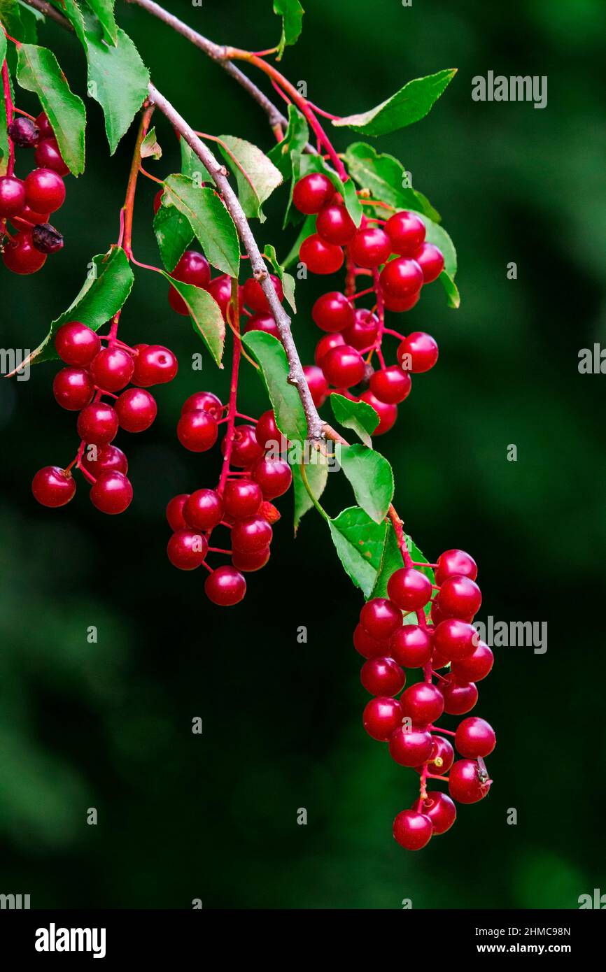 Wild chokecherry hi-res stock photography and images - Alamy