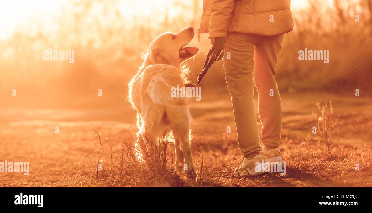 Girl with golden retriever dog Stock Photo - Alamy
