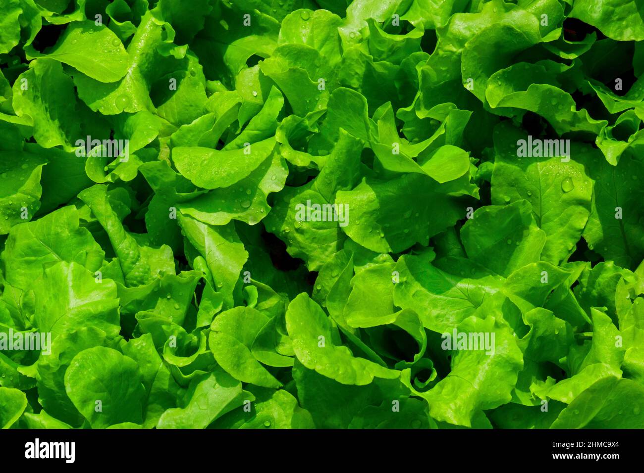 Black Seeded Simpson Lettuce is a long time favorite heirloon loose leaf variety of many home