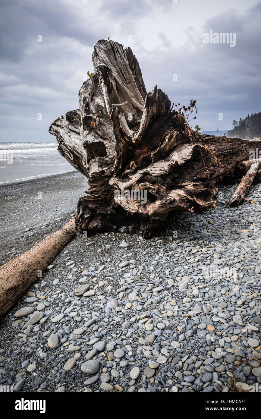 Driftwood on Ruby Beach, Washington Coast, USA Stock Photo Alamy