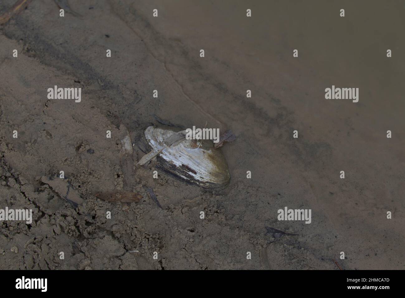 Freshwater mussel on the Darling River in drought times as it passes