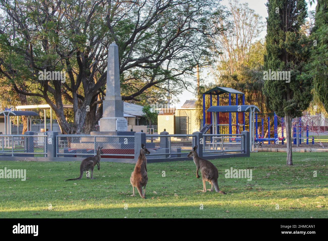 Eastern grey kangaroo's in park at Wilcannia New South Wales Australia Stock Photo