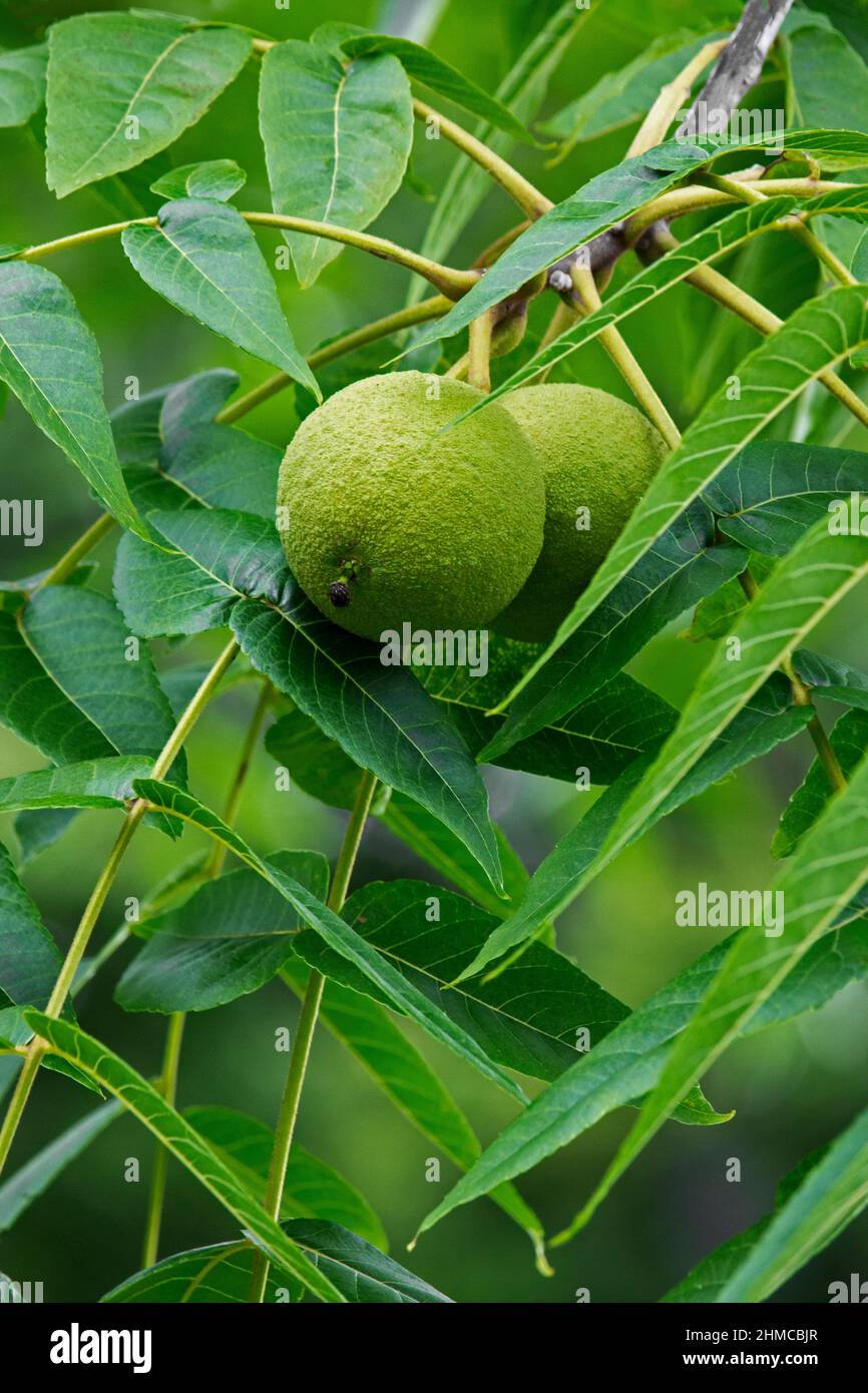Black Walnut early mature nuts growing naturally in Pennsylvania's Pocono Mountains. Stock Photo
