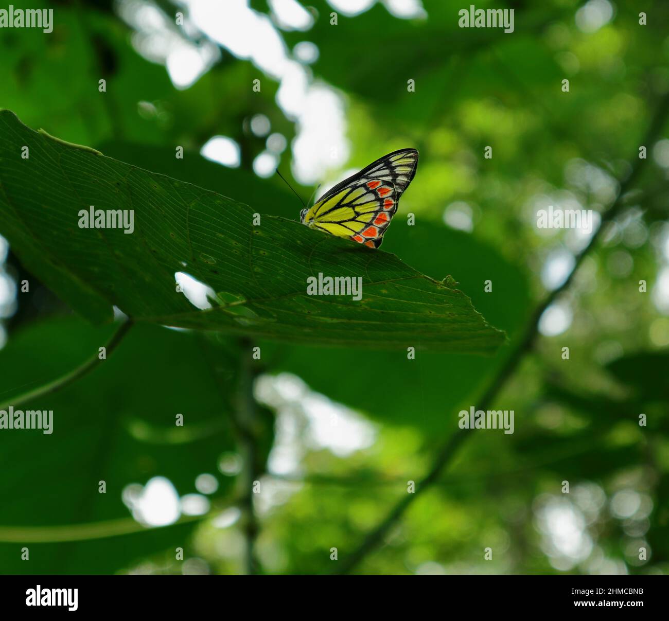 Underneath view of a multi color Common Jezebel butterfly on top of a large leaf Stock Photo