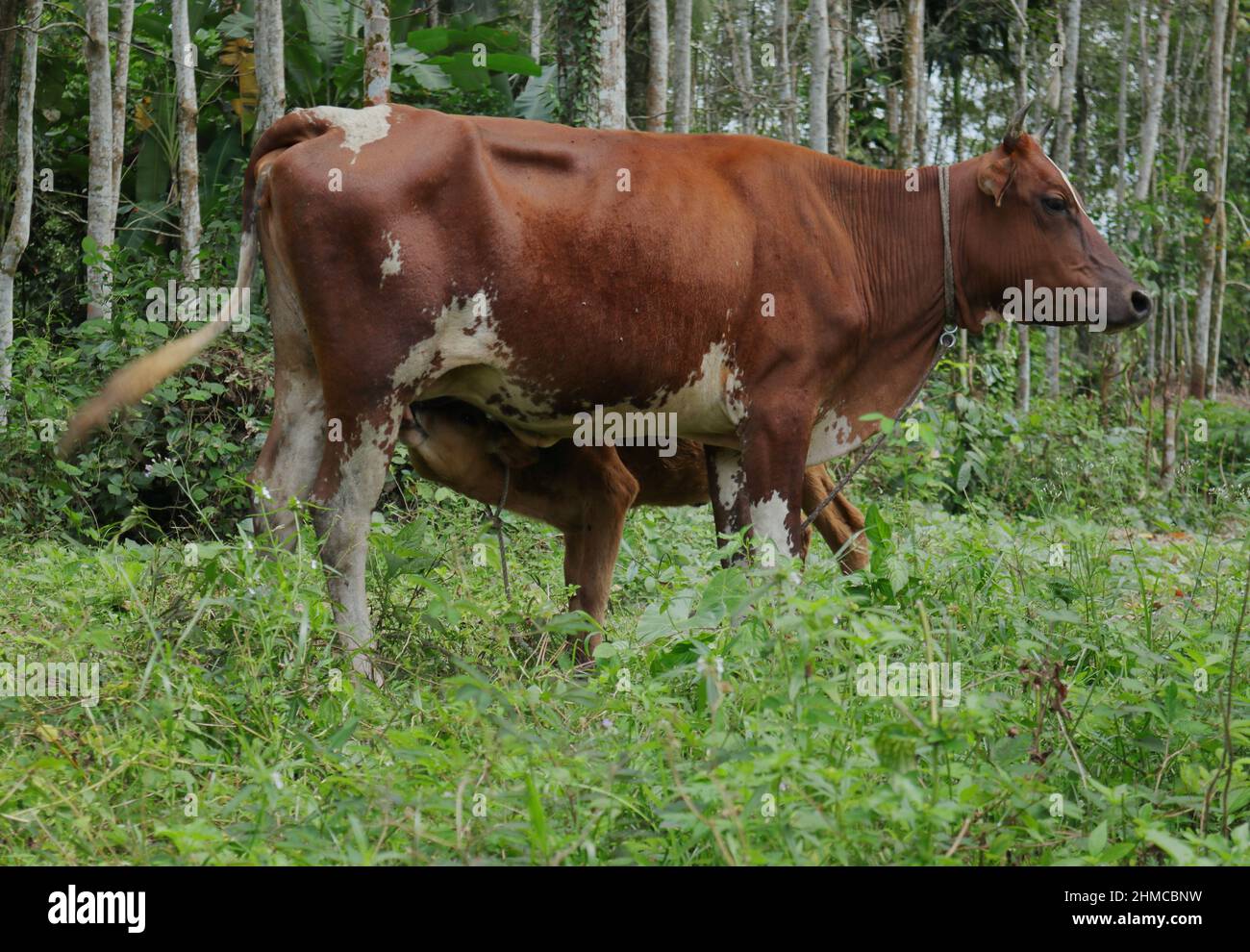 A mother cow breastfeeding to her newborn baby calf in the grassland Stock Photo