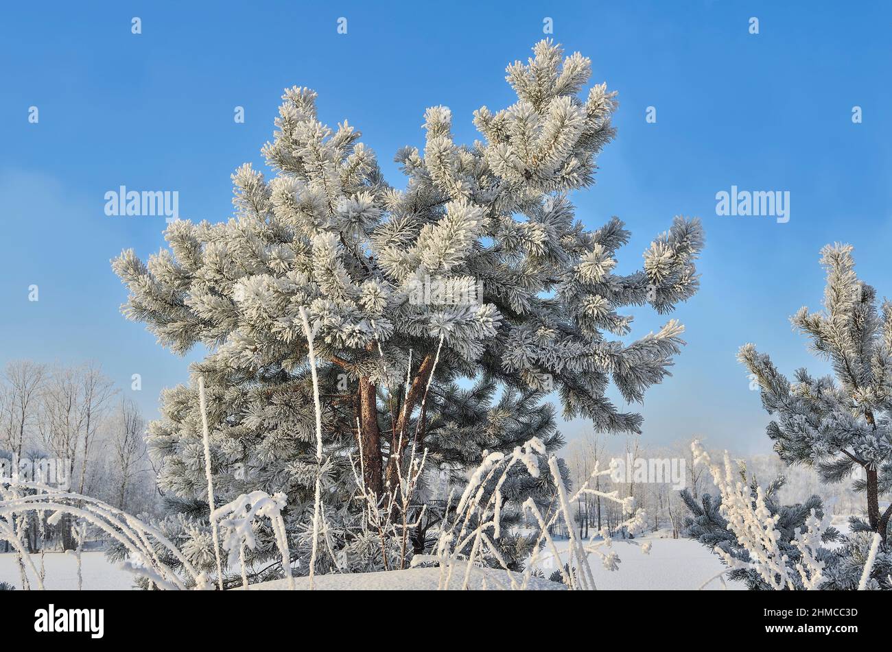 Little pine tree with fluffy hoarfrost covered, near snowy forest in bright frosty sunny day - beautiful winter background. Fairy tale of wintertime, Stock Photo