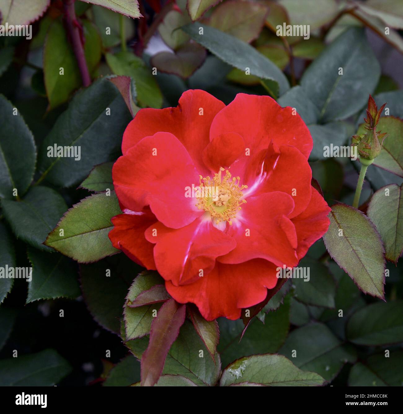 Top gun hires stock photography and images Alamy