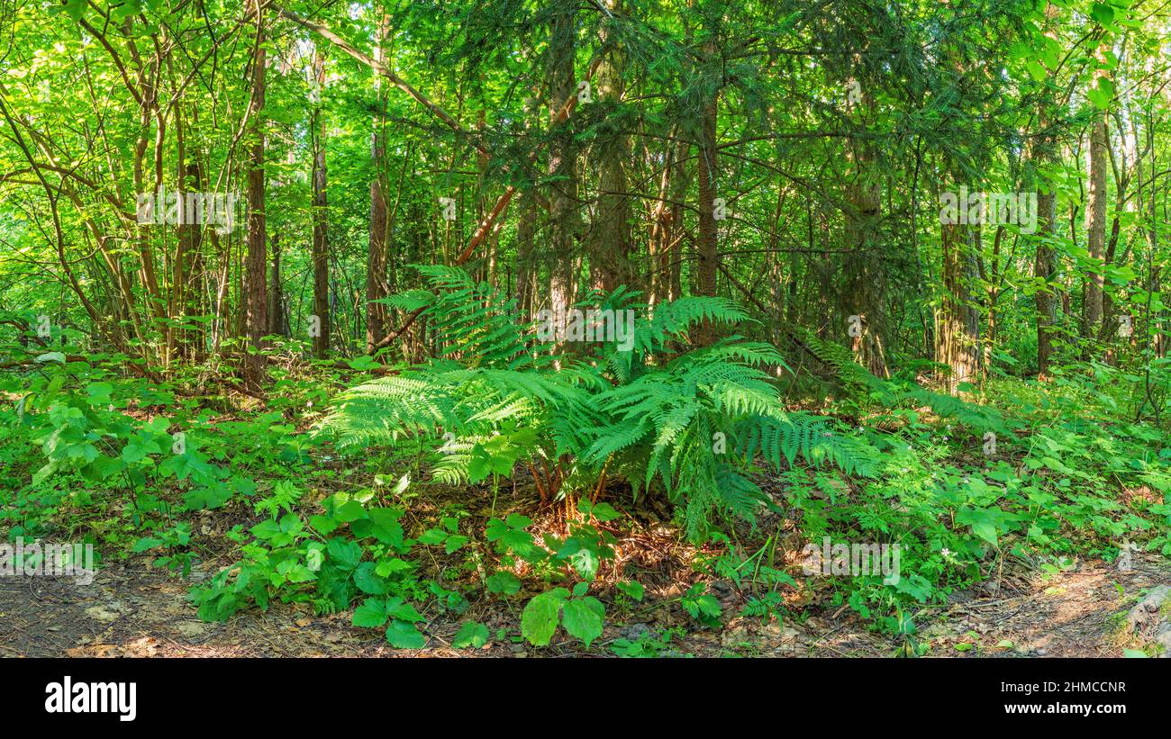 A beautiful green fern grows under a fir tree on the edge of the forest