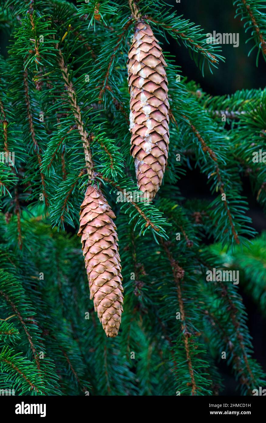 Mature Norway Spruce cones releasing their seeds from a naturalized tree growing in Pennsylvania's Pocono Mountains. Stock Photo