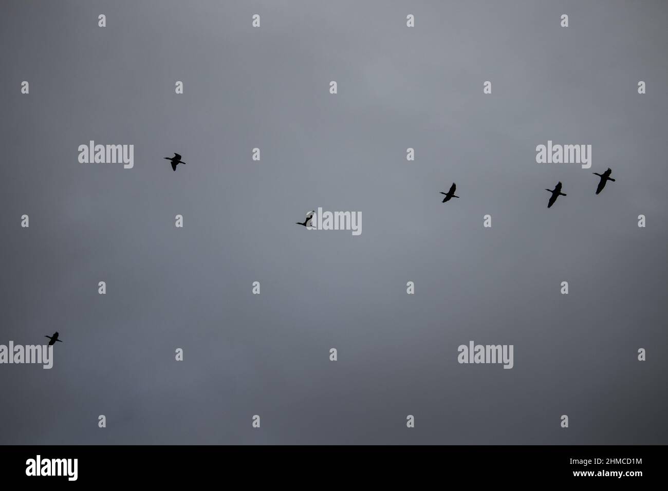 Birds flying on cloudy hi-res stock photography and images - Alamy