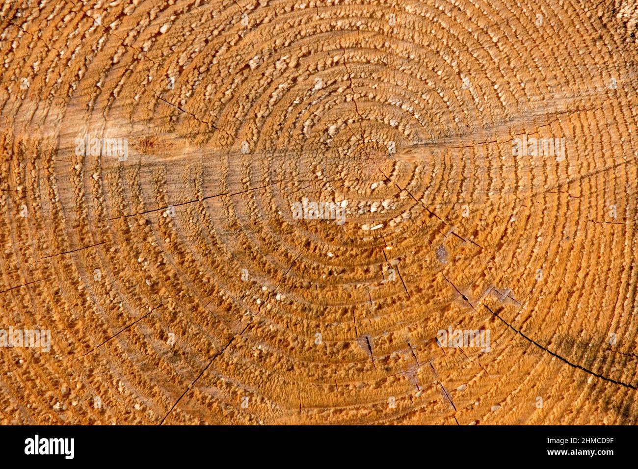 Close up of tree rings on a Blue Spruce tree. Stock Photo