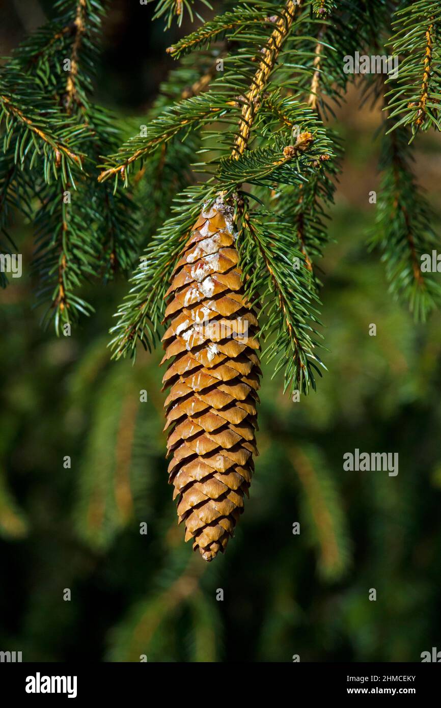 Mature Norway Spruce cones releasing their seeds from a naturalized tree growing in Pennsylvania's Pocono Mountains. Stock Photo