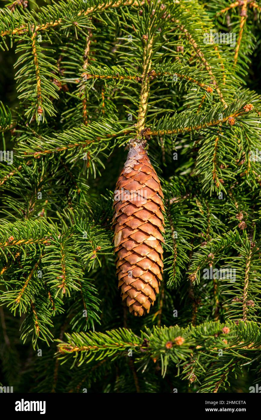 Mature Norway Spruce cones releasing their seeds from a naturalized tree growing in Pennsylvania's Pocono Mountains. Stock Photo