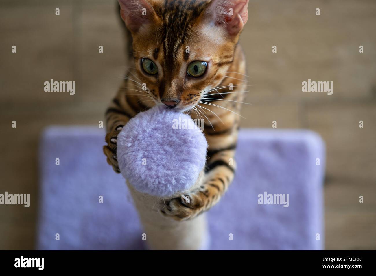Cute bengal cat scratching scratching post at home, copy space for text