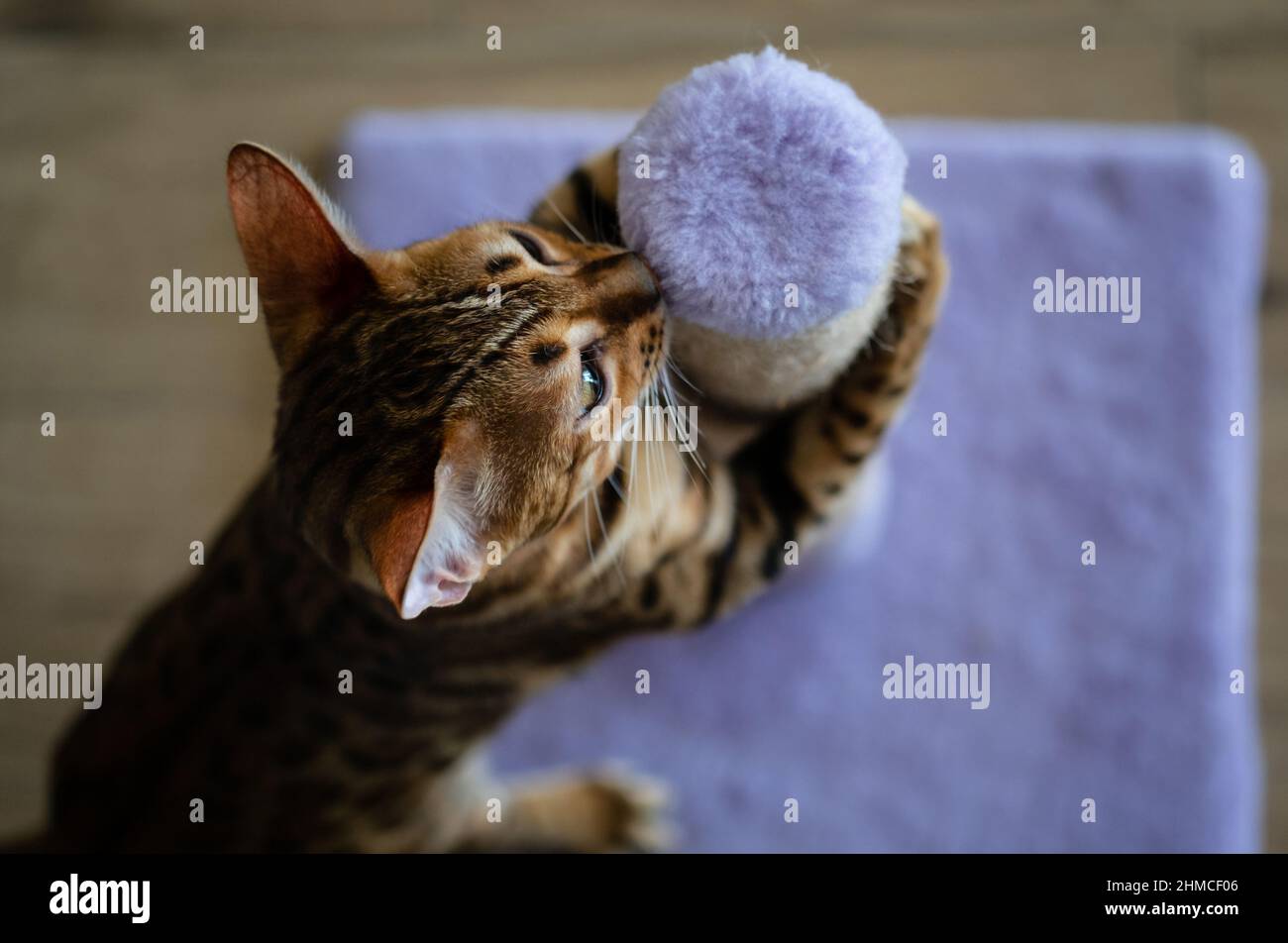 Cute bengal cat scratching scratching post at home, copy space for text