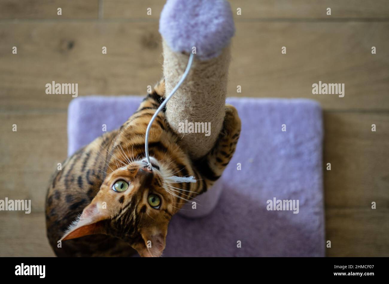 Cute bengal cat scratching scratching post, at home, copy space for