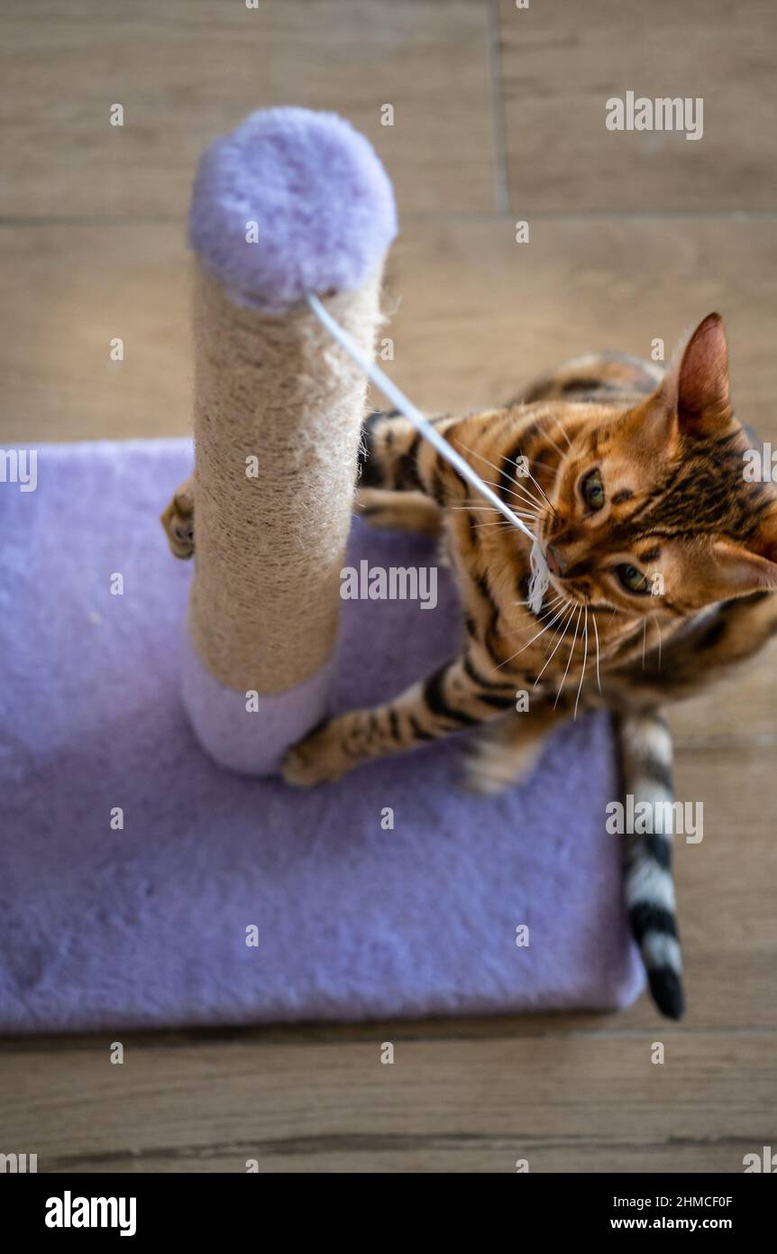 Cute bengal cat scratching scratching post at home, copy space for text