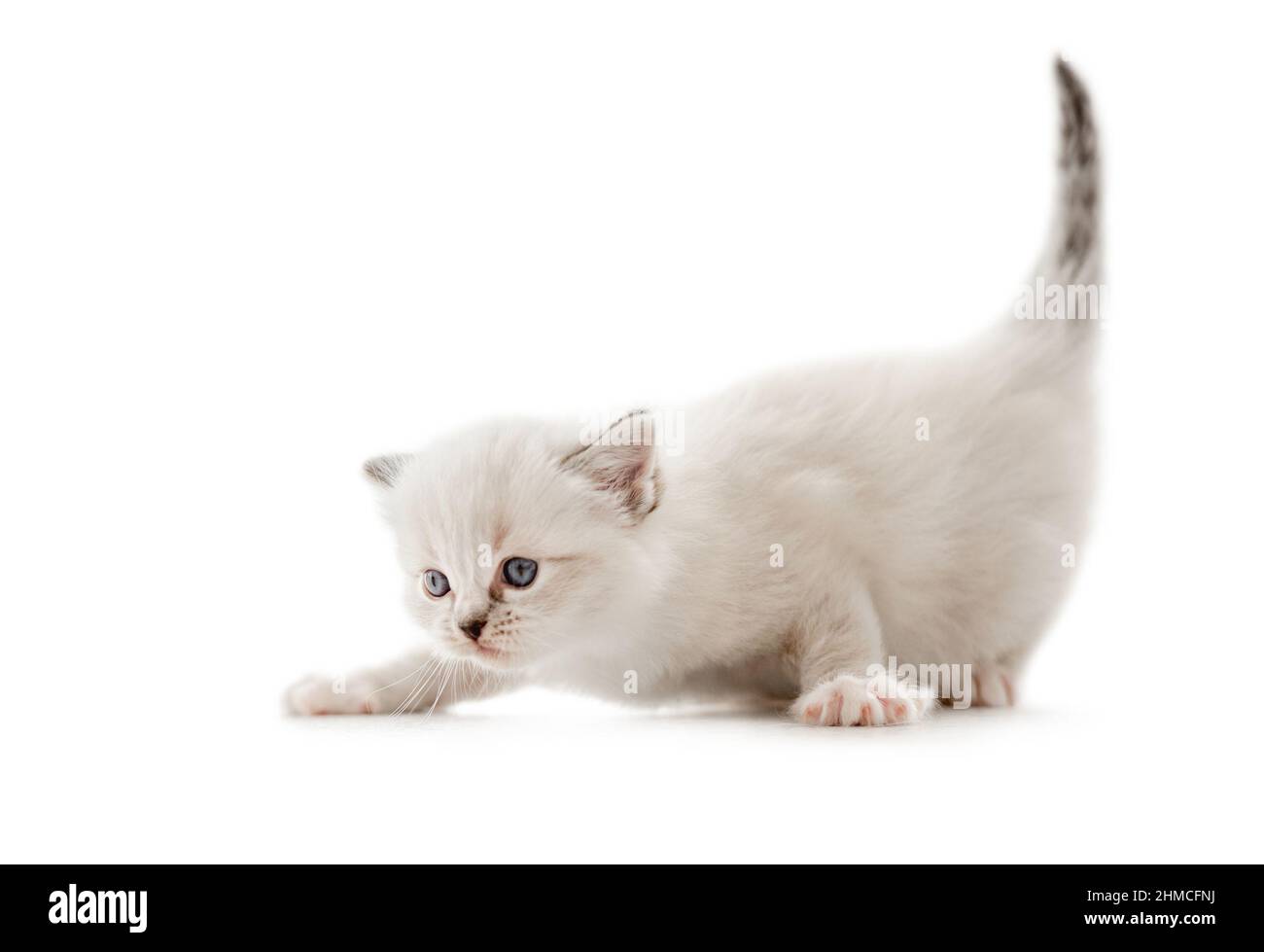 Ragdoll cat kitten isolated on white background Stock Photo - Alamy