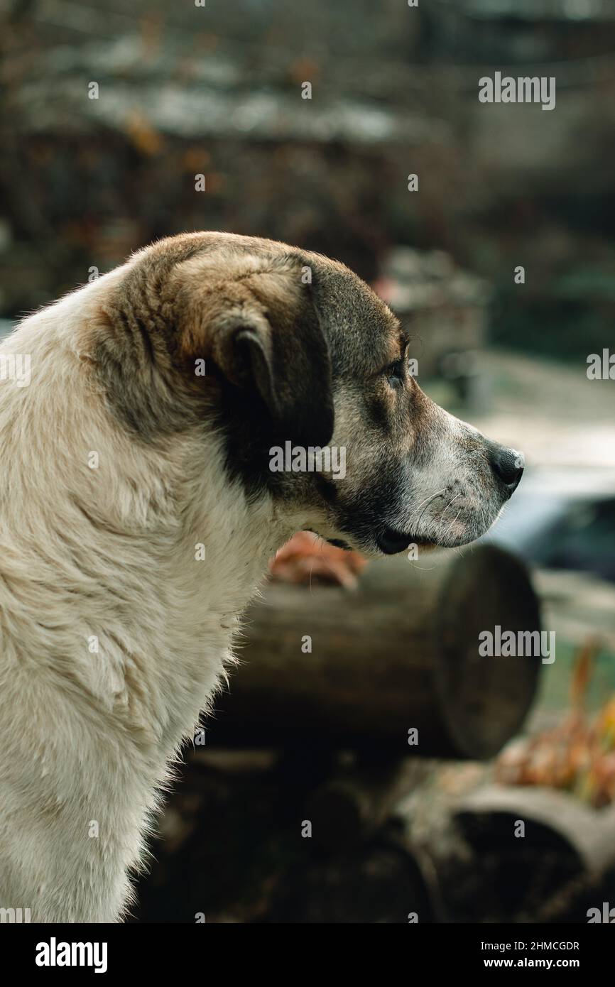 Homeless dog making friends on the streets. Stock Photo